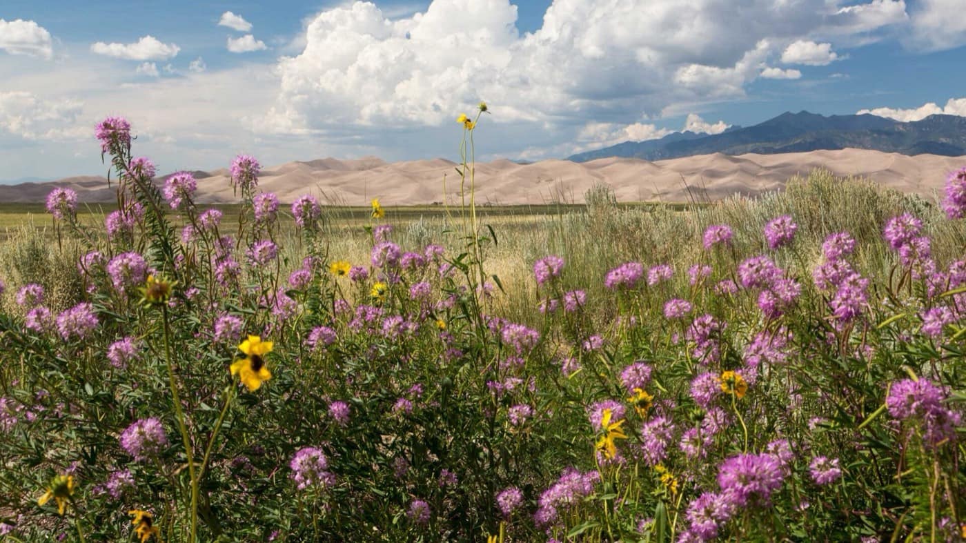 The History of the American Lawn—and Why Denver is Ready for a Greener Future