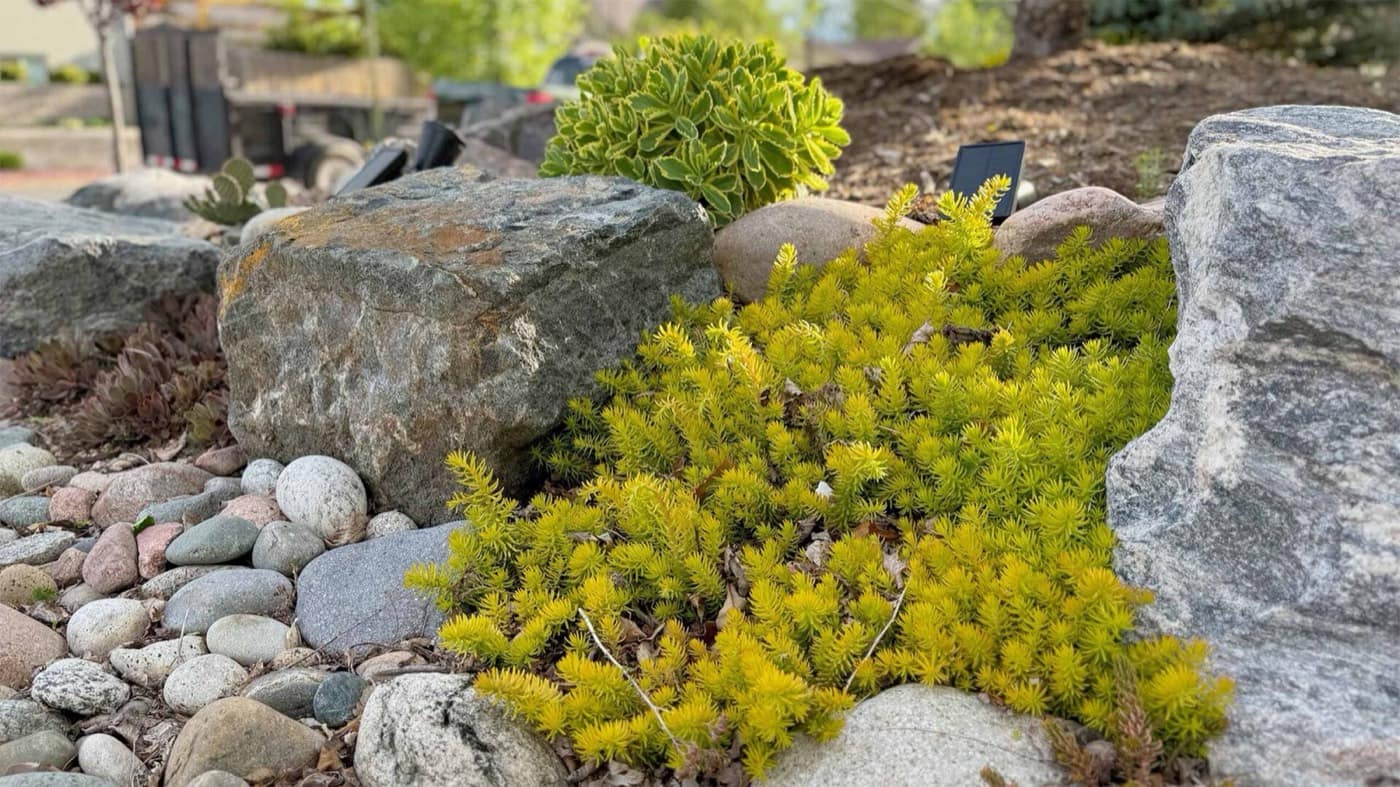 How Much Does Xeriscape Landscaping Cost in Denver? (2026 Guide)