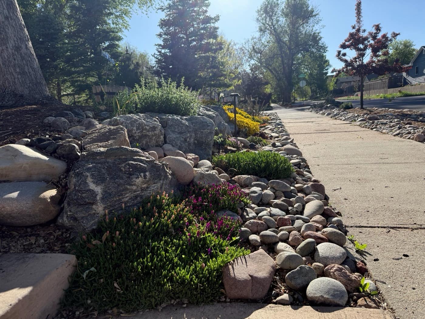 Xeriscape rock garden with native plantings, Denver
