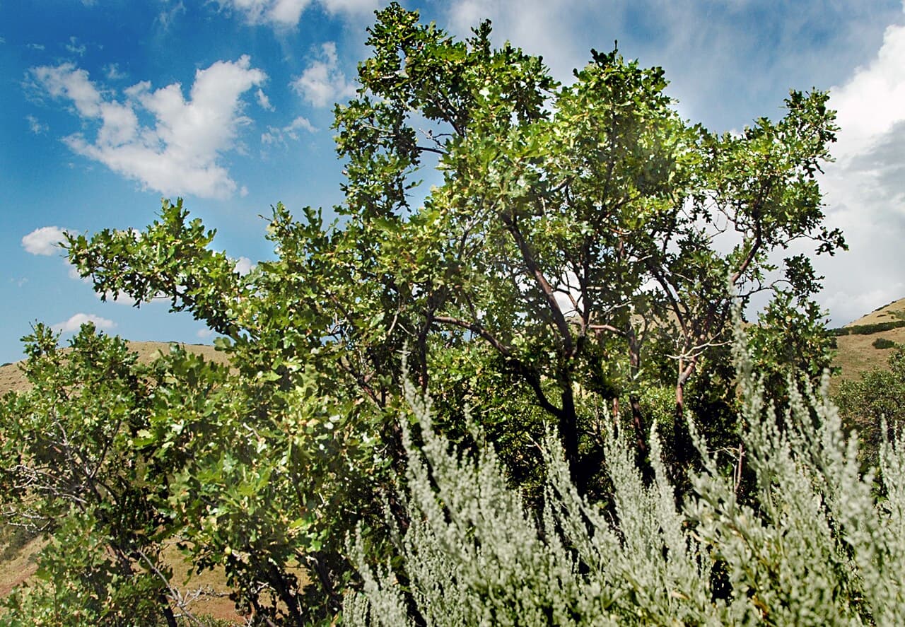 14 Tough Trees That Actually Thrive in Denver