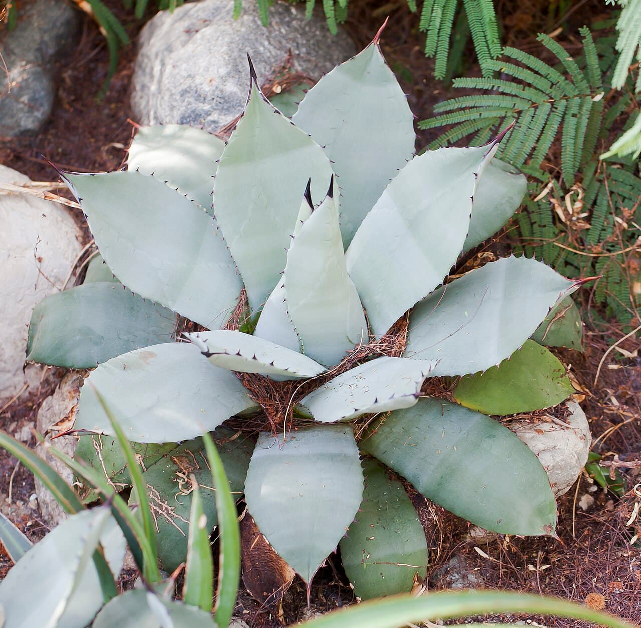 So You Want to Go Full Xeric With Your Denver Yard