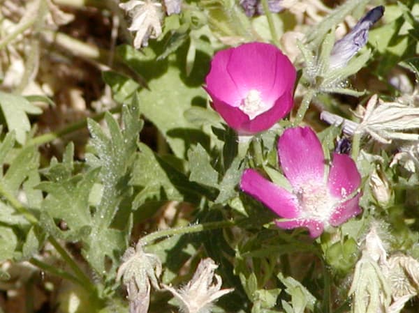 Winecups (Callirhoe involucrata) — Denver xeriscape native plant