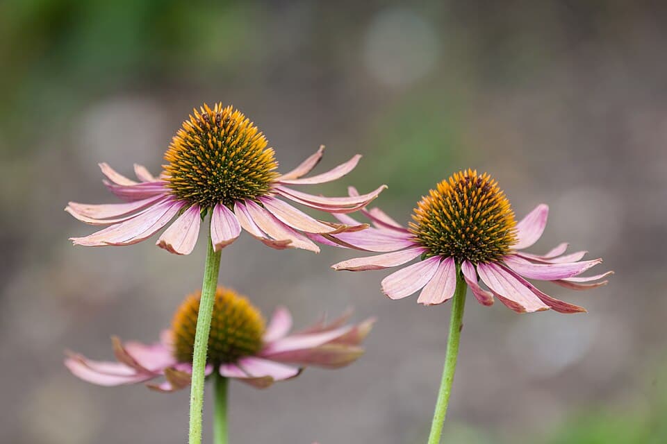 Purple Coneflower (Echinacea purpurea)