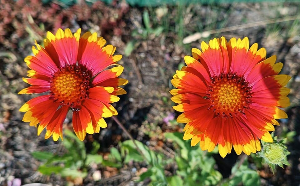Blanket Flower (Gaillardia aristata) — Denver xeriscape native plant
