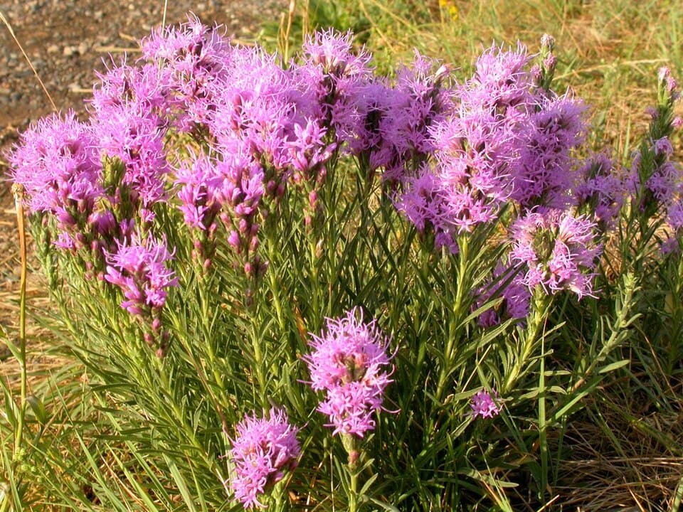 Purple Blazing Star (Liatris punctata) — Denver xeriscape native plant