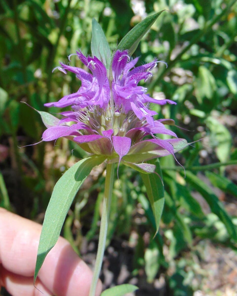Lemon Mint (Monarda citriodora) — Denver xeriscape native plant