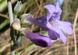 Bearded Penstemon (Penstemon secundiflorus)