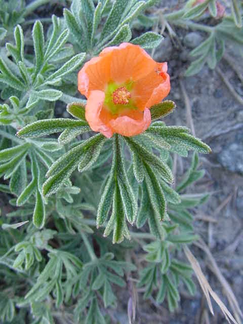 Scarlet Globemallow (Sphaeralcea coccinea)