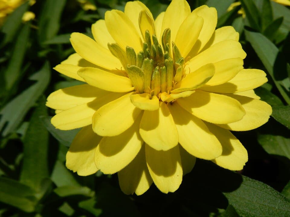 Prairie Zinnia (Zinnia grandiflora)