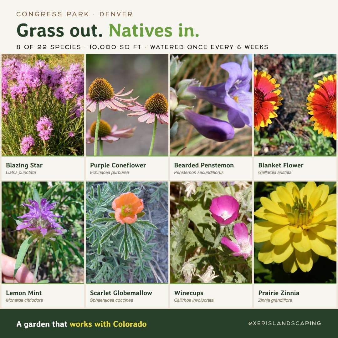 Congress Park's 10,000 sq ft Native Garden: From Weekly Mowing to Once-a-Year
