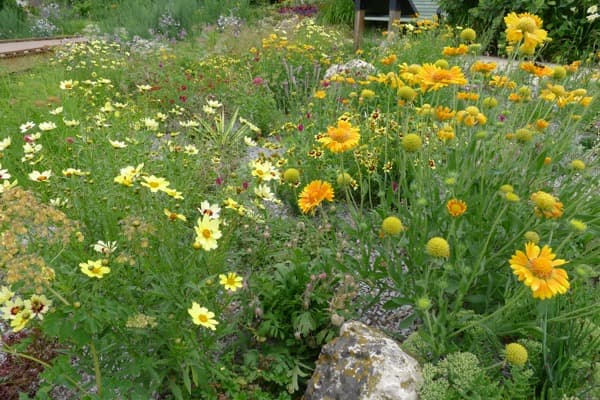 Xeriscape Backyard Ideas for Denver: 9 Designs That Actually Work