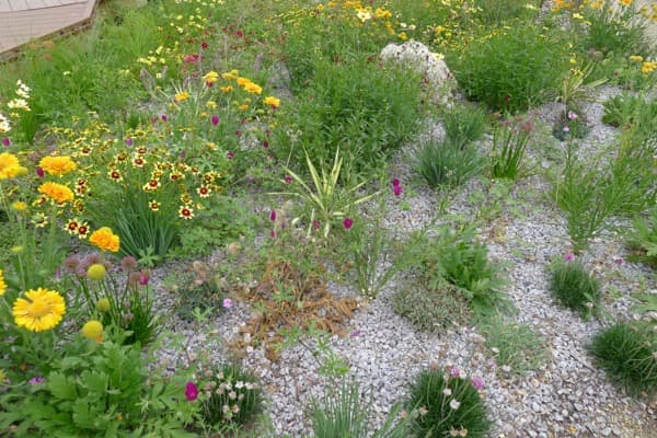 Xeriscape Colorado: The Complete Guide to Low-Water Landscaping on the Front Range
