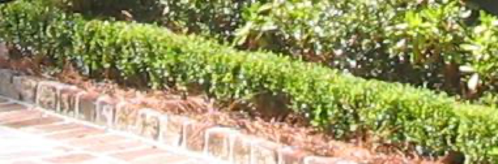 Boxwood (Buxus sempervirens) clipped hedge