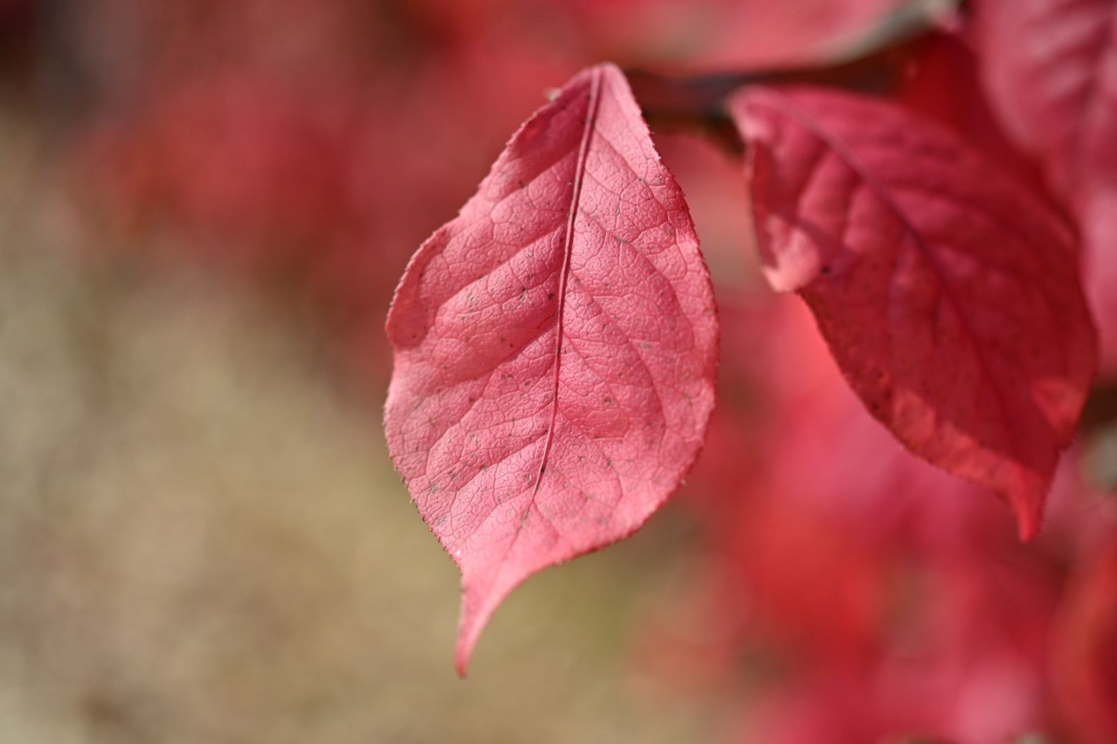 Burning bush (Euonymus alatus) in red fall color