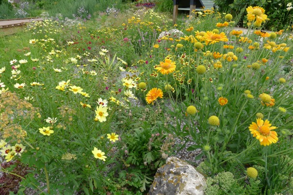 Dog-friendly xeriscape yard in Denver โ gravel paths, native shrubs, and pet-safe plants