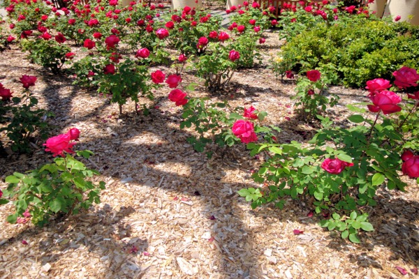 Drip irrigation emitter delivering water directly to plant roots in a xeriscape