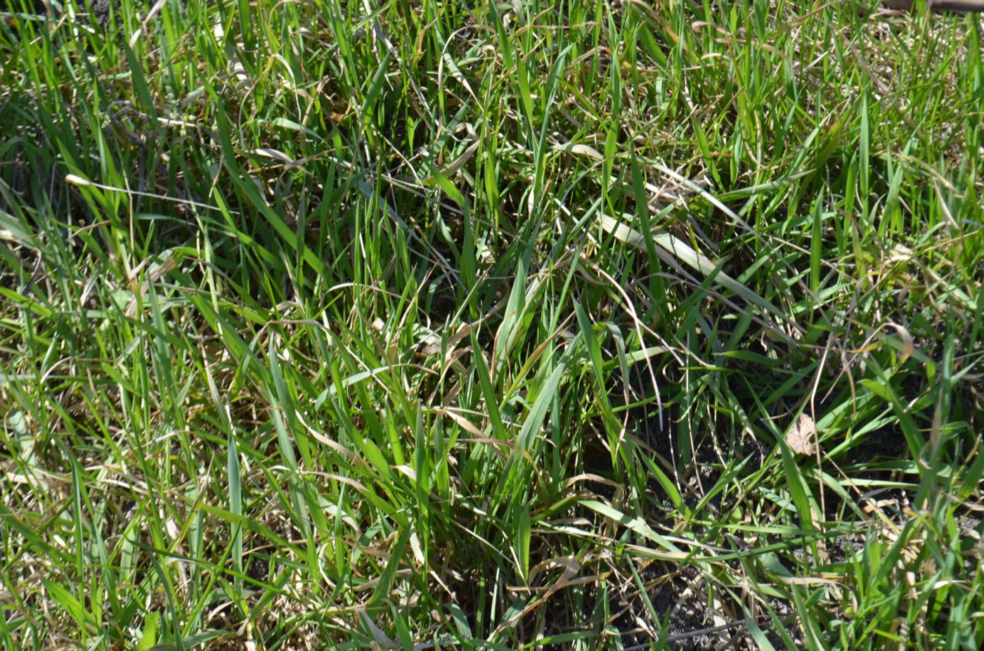 Kentucky bluegrass (Poa pratensis) lawn turf in Denver