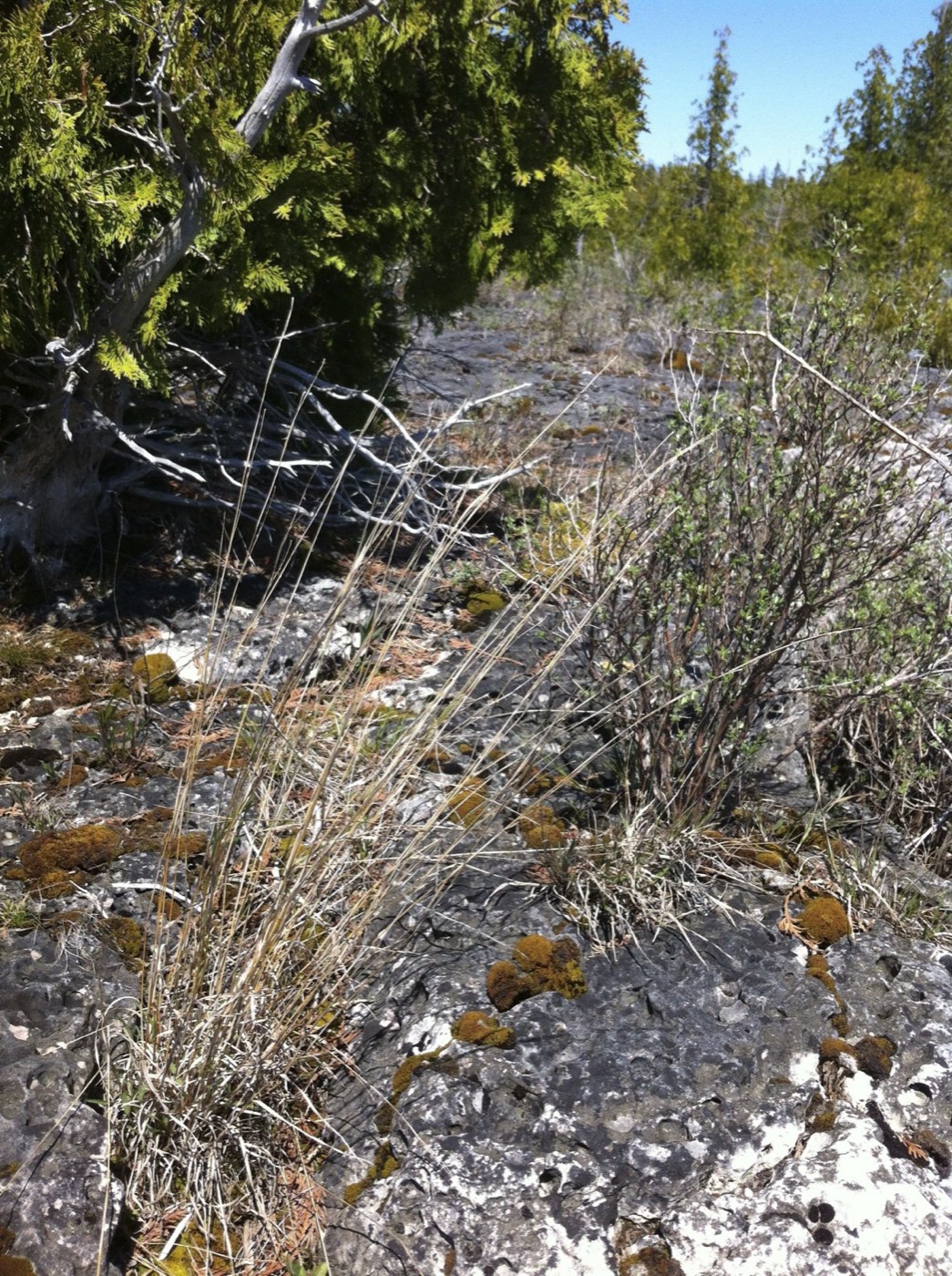 Little bluestem (Schizachyrium scoparium), a native prairie grass with copper fall color