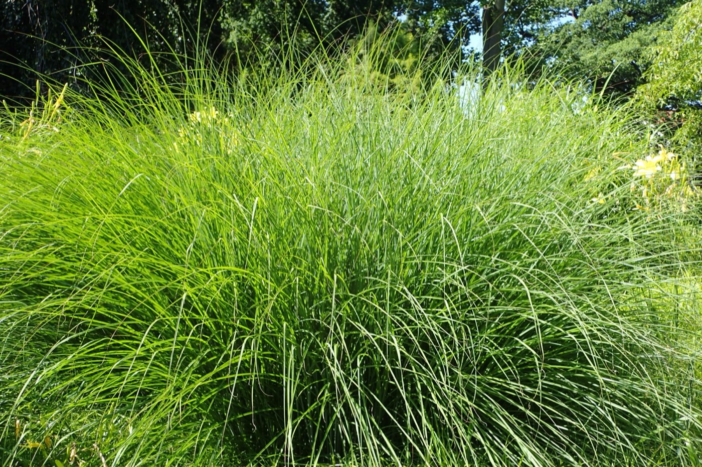 Maiden grass (Miscanthus sinensis) ornamental grass
