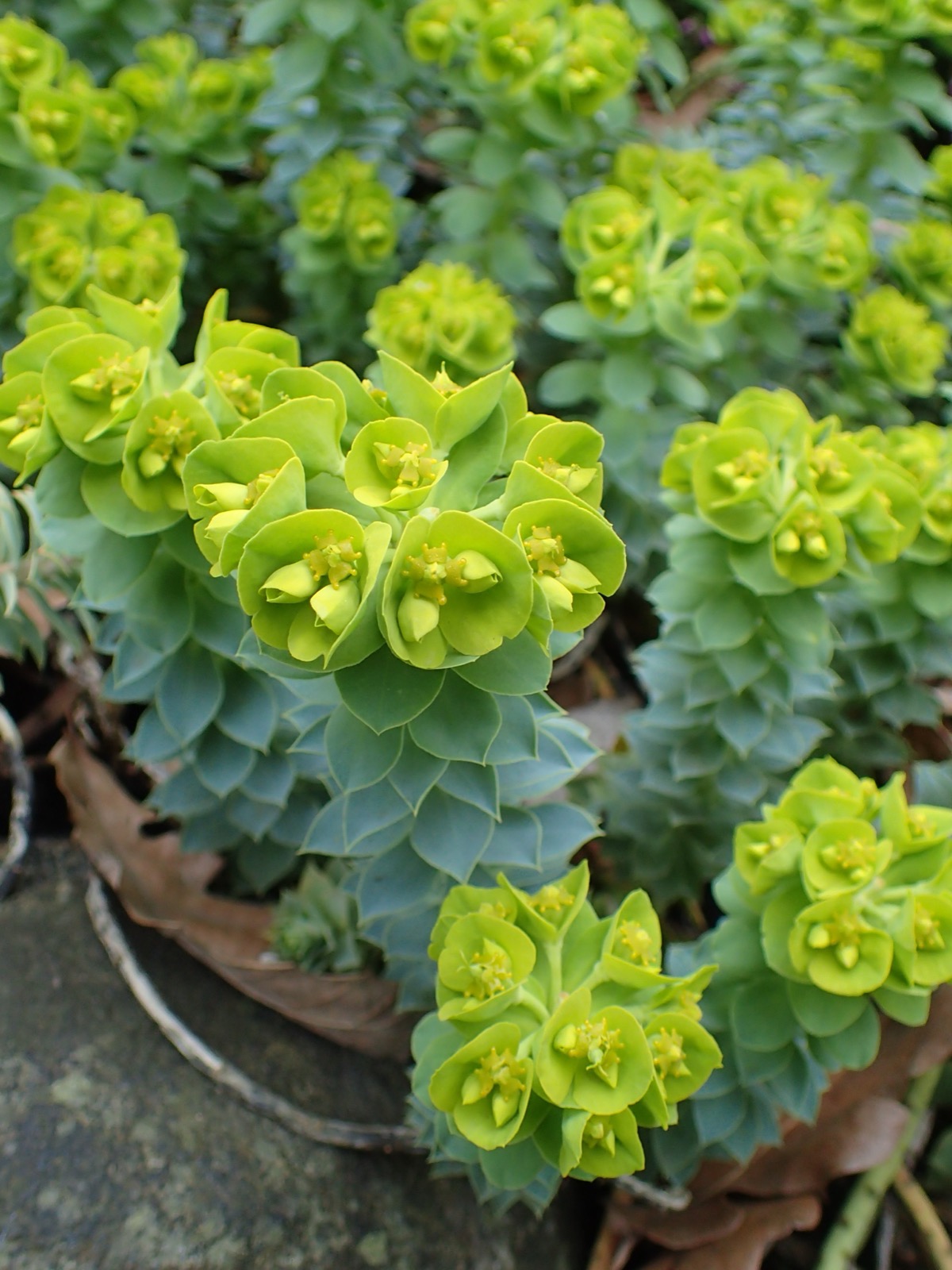 Myrtle spurge (Euphorbia myrsinites), a Colorado List A noxious weed