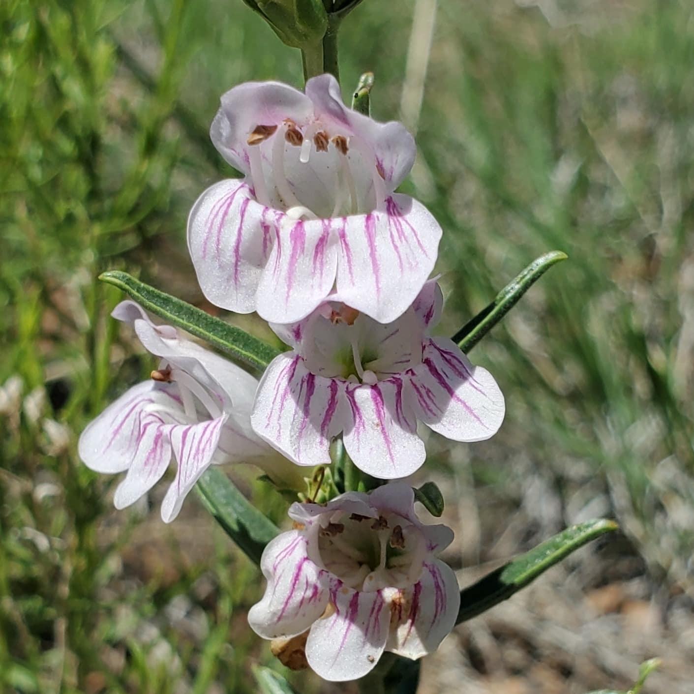 Penstemon virgatus in full bloom โ native to Colorado's Front Range