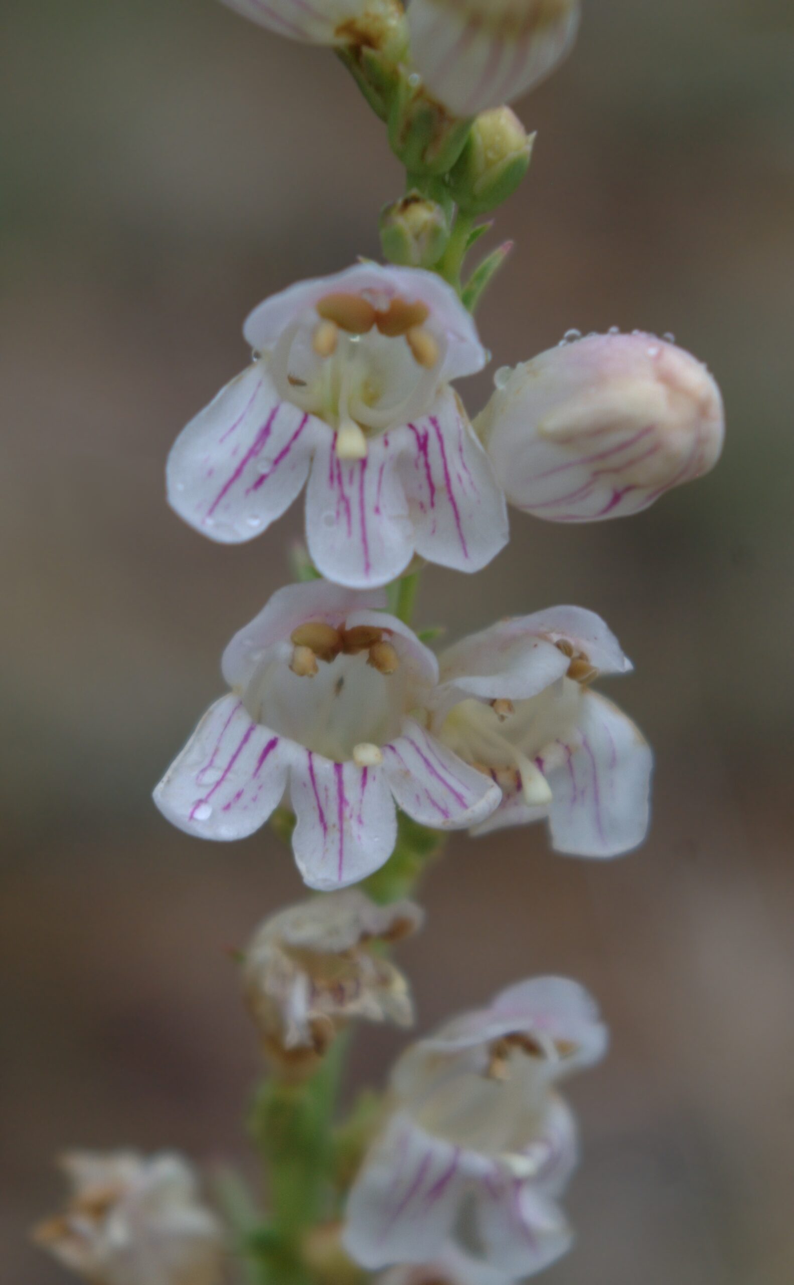 Penstemon virgatus flowers close up โ a native Colorado plant that supports pollinators and requires no irrigation once established
