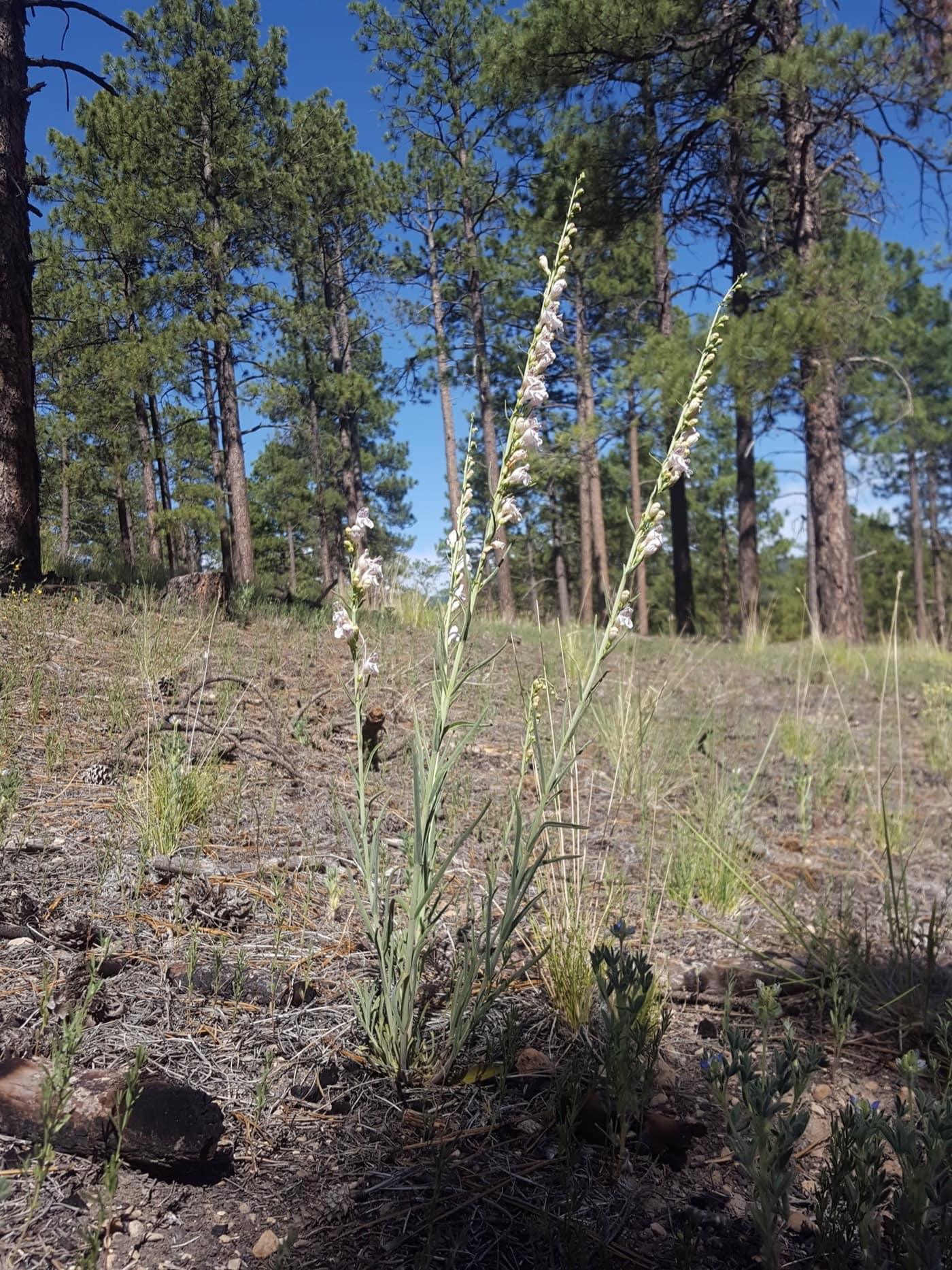 Penstemon virgatus growing in its natural Colorado habitat โ the kind of plant that thrives without irrigation