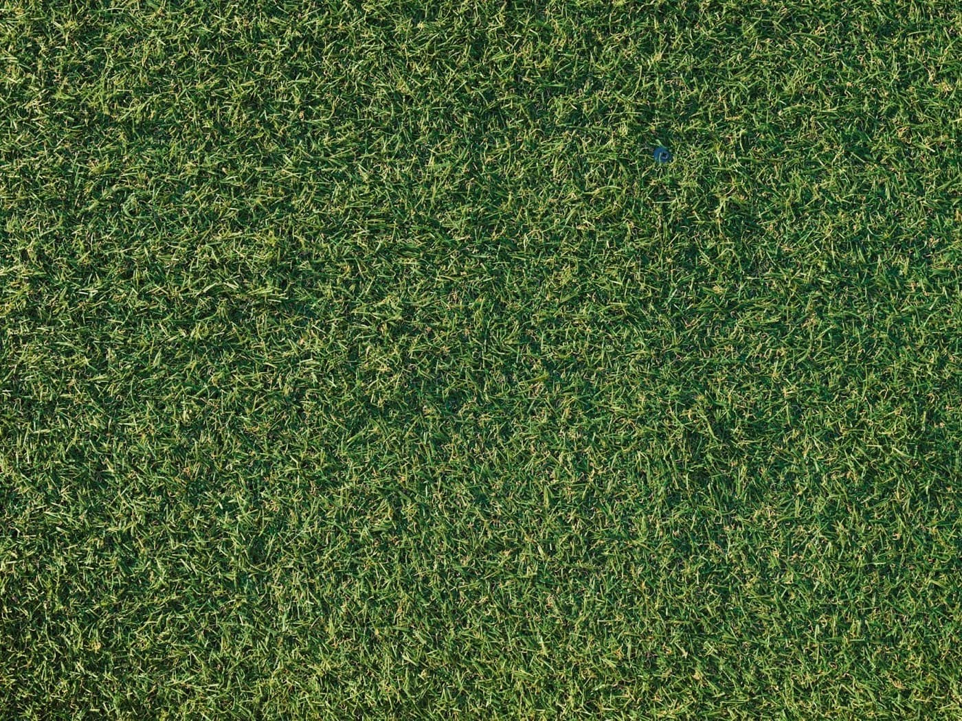 Artificial turf vs natural grass cost comparison for Denver homeowners