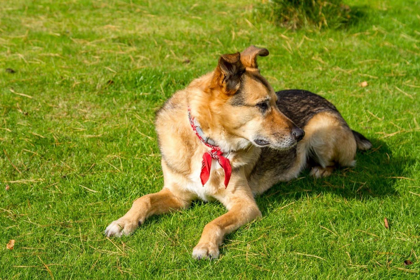Dog-friendly artificial turf installation in Denver with proper drainage