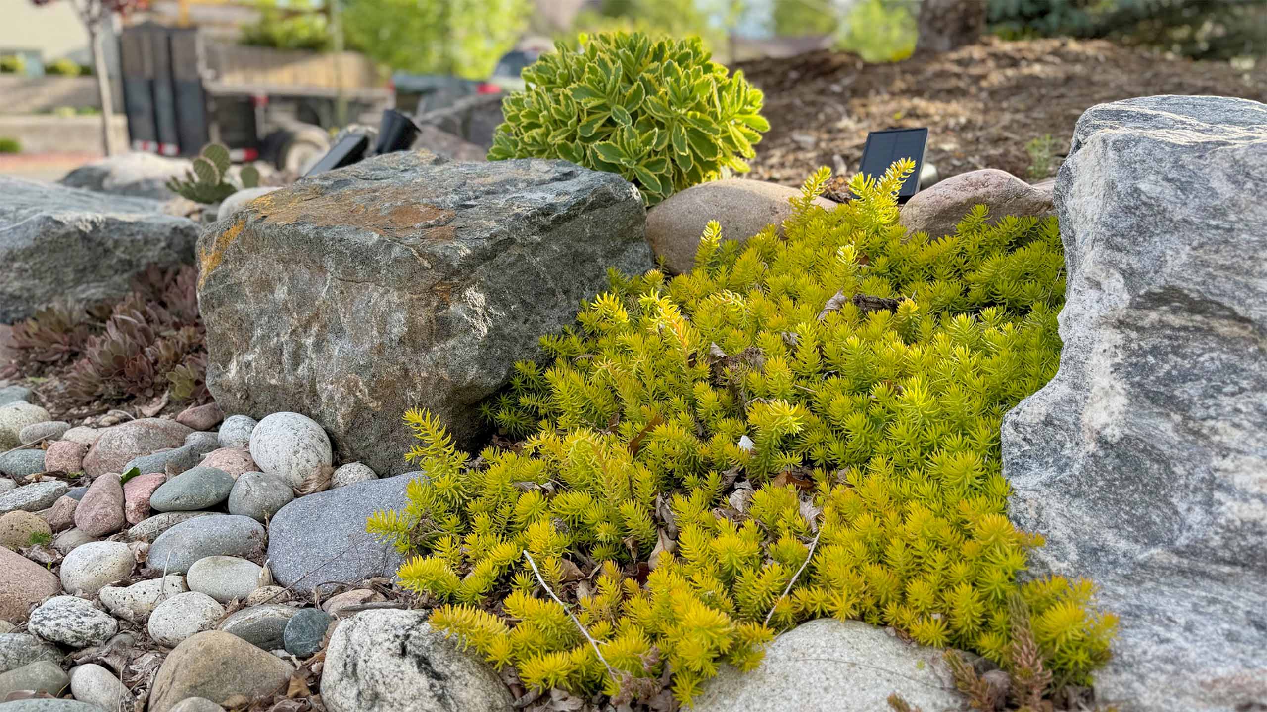 How Much Does Xeriscaping Cost in Denver? A Complete Guide